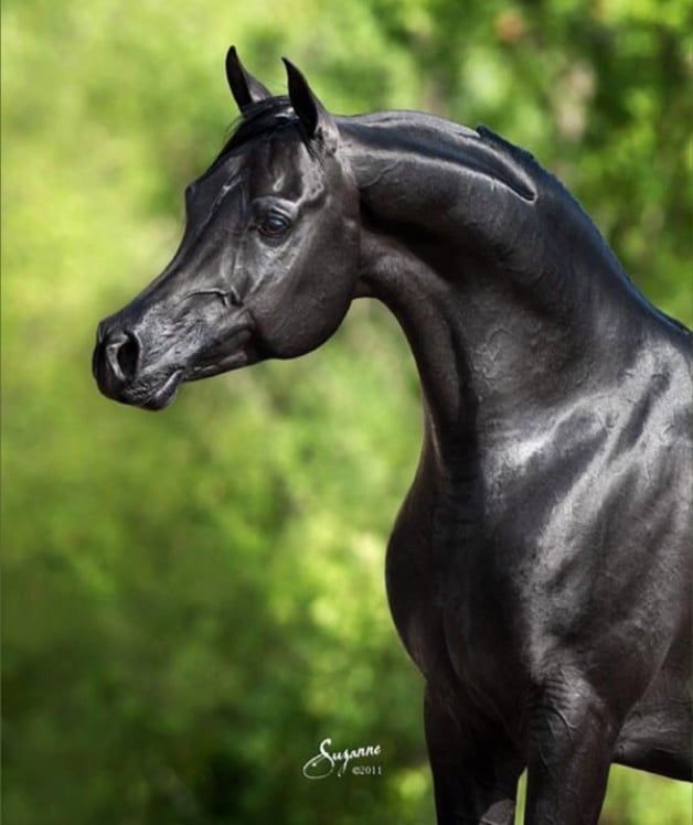 ادهم الخيل