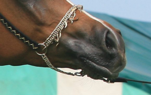 Shanking of Arabian horses in halter competitions