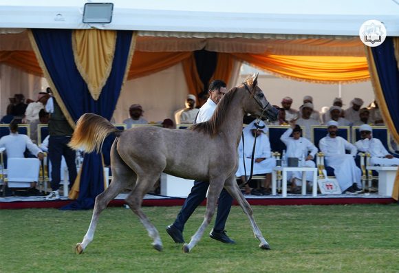 مزاد عجمان للخيول العربية يحقق 10.4 مليون درهم.. و”أدميرال” يتصدر المبيعات