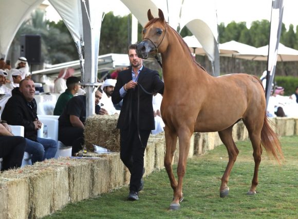 مزاد دبي للخيل العربية ينجح بتحقيق 5.5 ملايين درهم من المبيعات