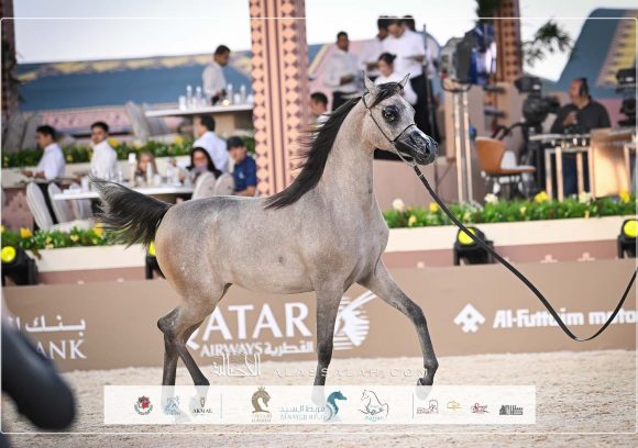 صور مقتطفة من جولة الجياد العربية – عجمان 2025