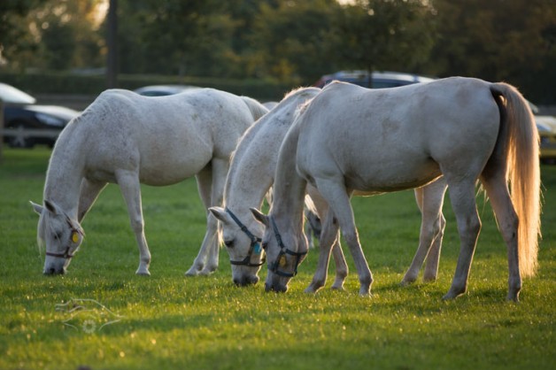 شئٌ من غذاء الخيل