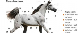 The Arabian horse CHART