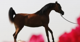 (Aj Sawahi  (Marwan Al Shaqab x Siberia SA