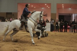 FUN PACKED ACTIVITIES AT DUBAI INTERNATIONAL HORSE FAIR THIS WEEKEND