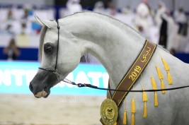 Final results with photos of the Dubai International Arabian Horse Championship 2019