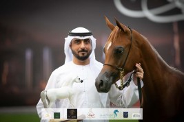 Arjuwan earns silver Yearling Colts medal for Al Bidayer Stud in 2020 Ajman Arabian Horse Show