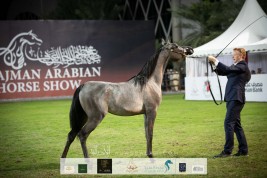 Final results for the 18th Ajman Arabian Horse Show 2020