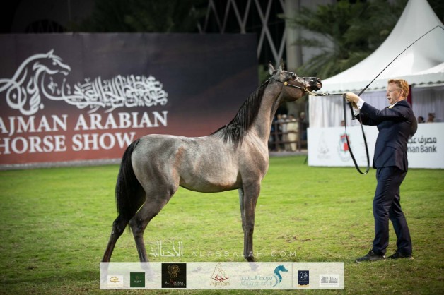 Final results for the 18th Ajman Arabian Horse Show 2020