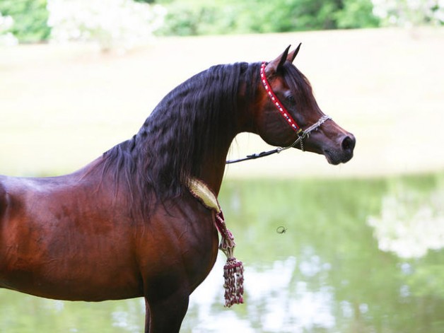 هل أعاد غزال الشقب تعريف الخيل البولندية ؟!