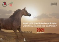 بطولة الإمارات الوطنية 2021 لجمال الخيل تنطلق غدا بمشاركة 433 جوادا