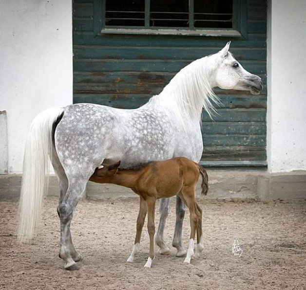 تربية الخيل العربية عبر التاريخ وبرنامجي الاستيلاد البولندي والروسي