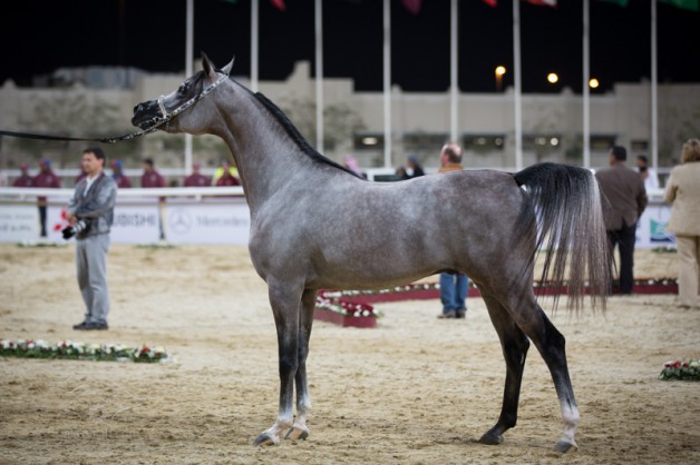 منافسات جمال الخيل العربية في قطر جمعت بين الأصالة والشموخ والتراث