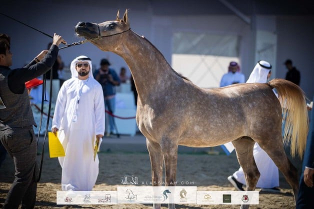 صور مقتطفة من اليوم الرابع لبطولة الظفرة للخيل العربية الأصيلة 2023